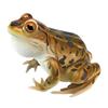 Design Toscano Lester, the Leopard Frog Statue JQ6119